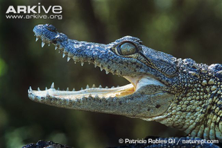 Illustration for article titled Sunday Crocodilian - Crocodylus moreletii Edition